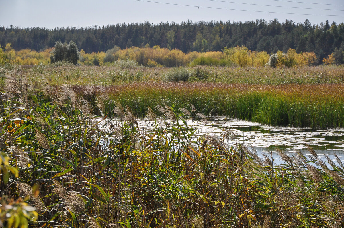 Шумел камыш - Татьяна Машошина