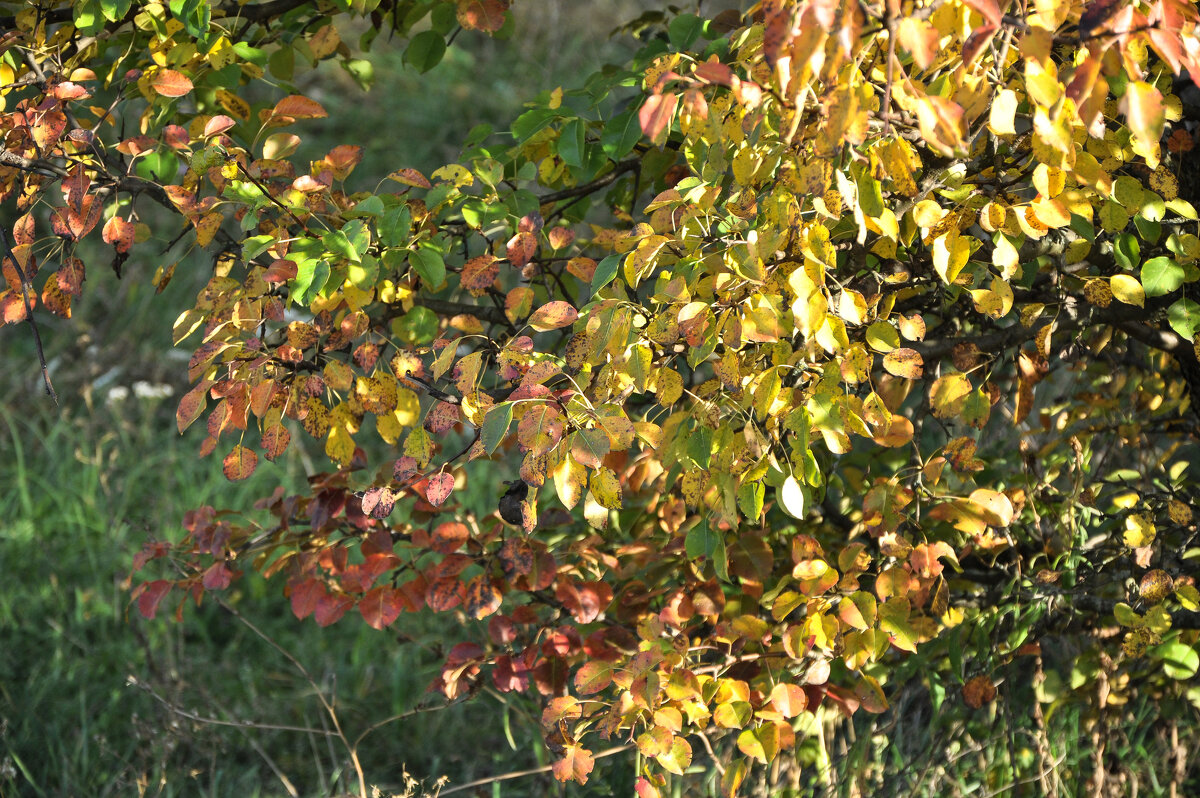 Осенне яркое - Татьяна Машошина