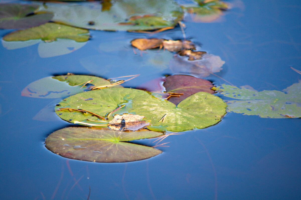 Осенняя палитра - Марина Никулина
