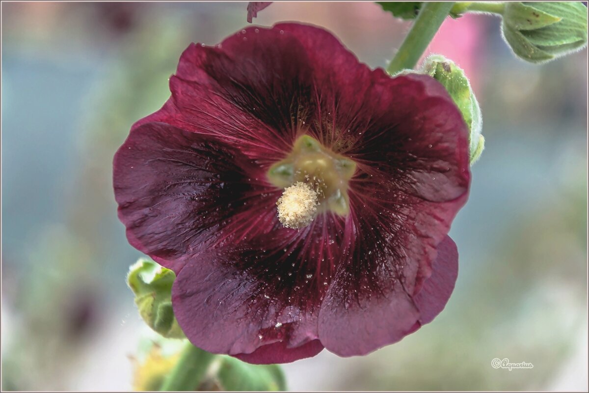 Сентябрьские цветы - Aquarius - Сергей