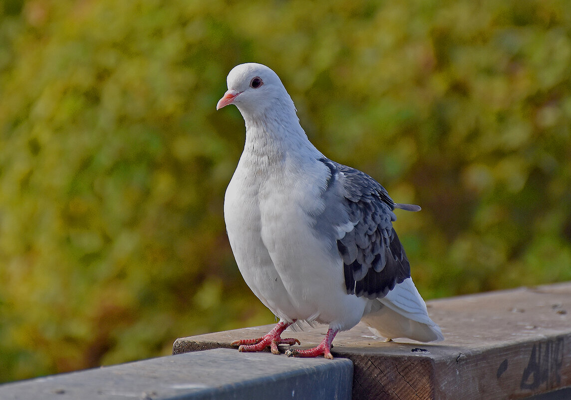 Люблю позировать! - Валентина Нефёдова Люблю позировать! - Валентина Нефёдова