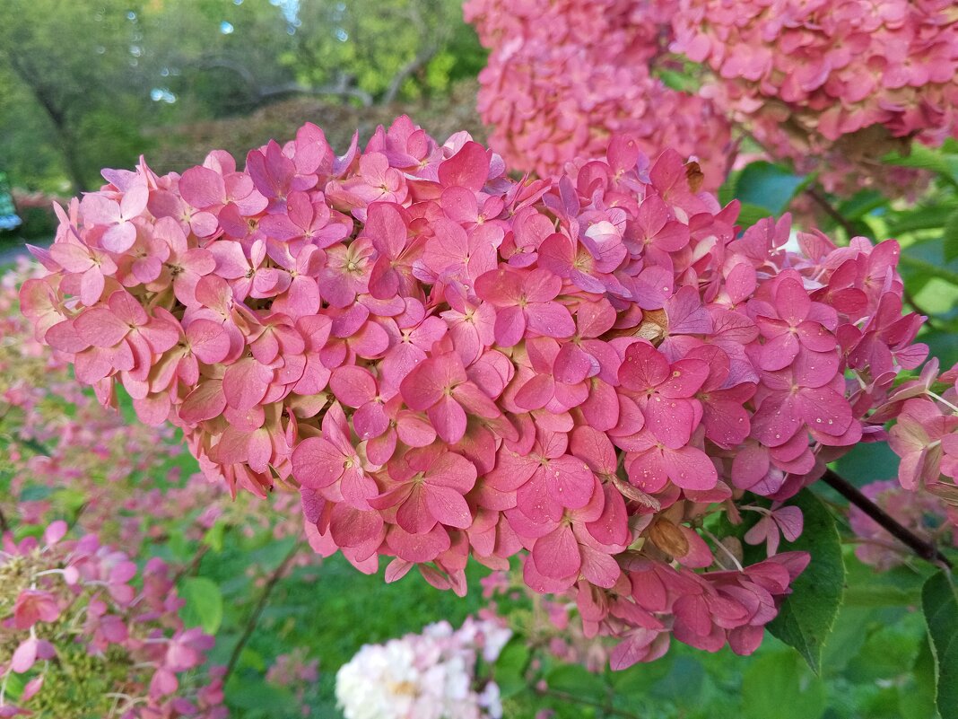Гортензия - Сапсан 