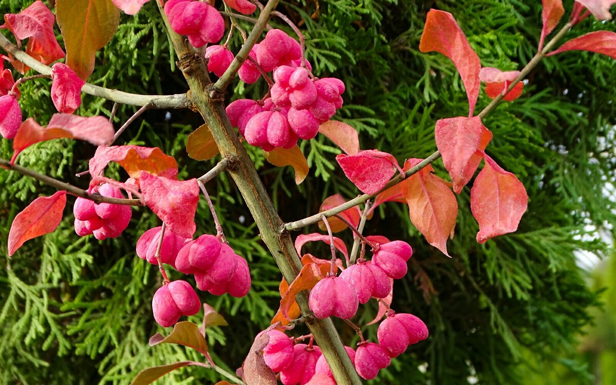 Бересклет в октябре. - Милешкин Владимир Алексеевич 