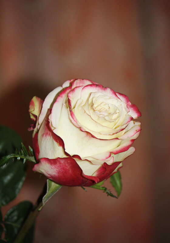 ... - Константин Штарк