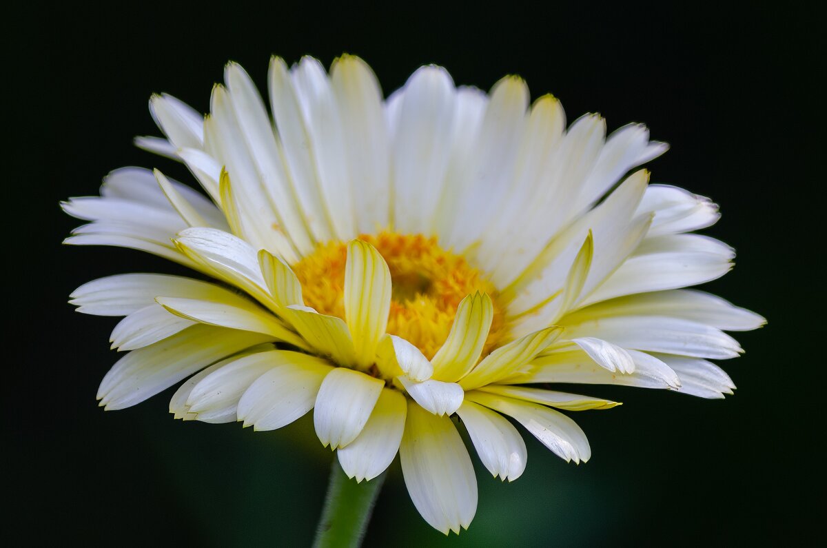 *** - Виктор Иванович Чернюк