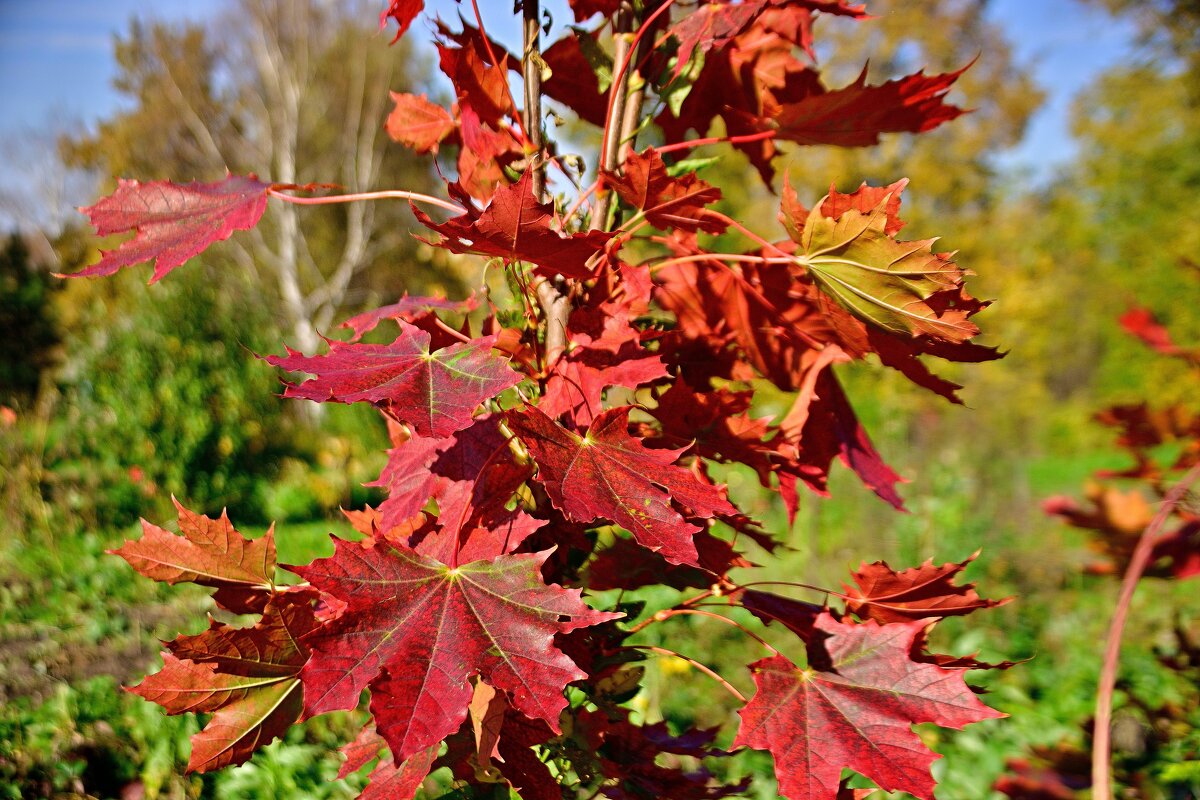 Осенний этюд. - Владимир Мигонькин