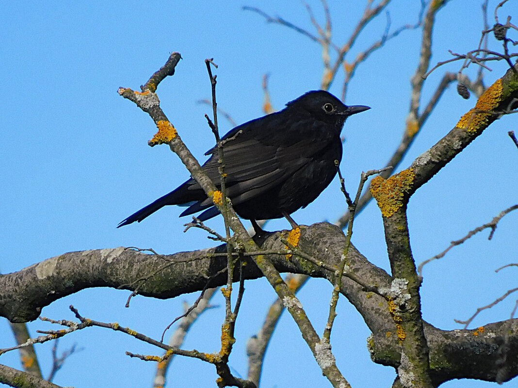 Чёрный дрозд - Лина 