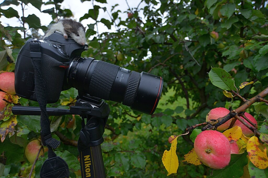 Юный натуралист... )) - Владимир Хиль