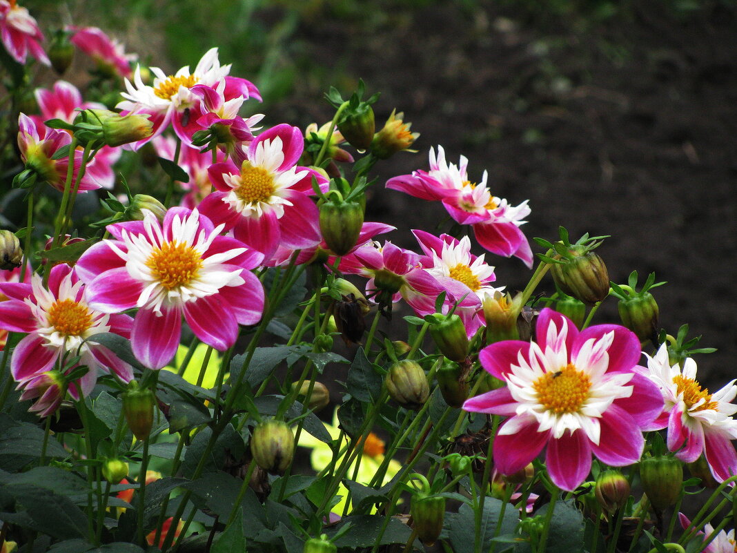 Во всей красе - Людмила Смородинская