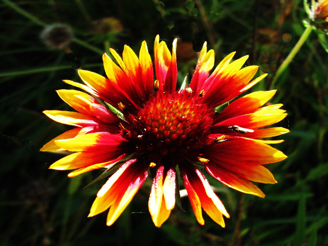 Гайлардия - Людмила Смородинская