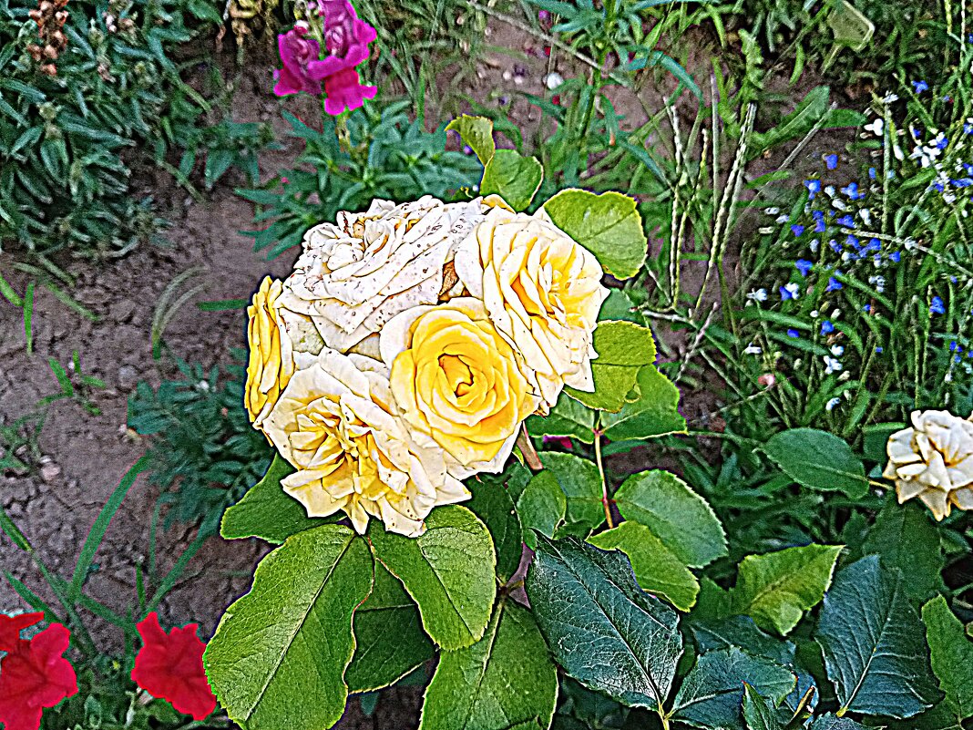 Цветы. - Владимир Драгунский