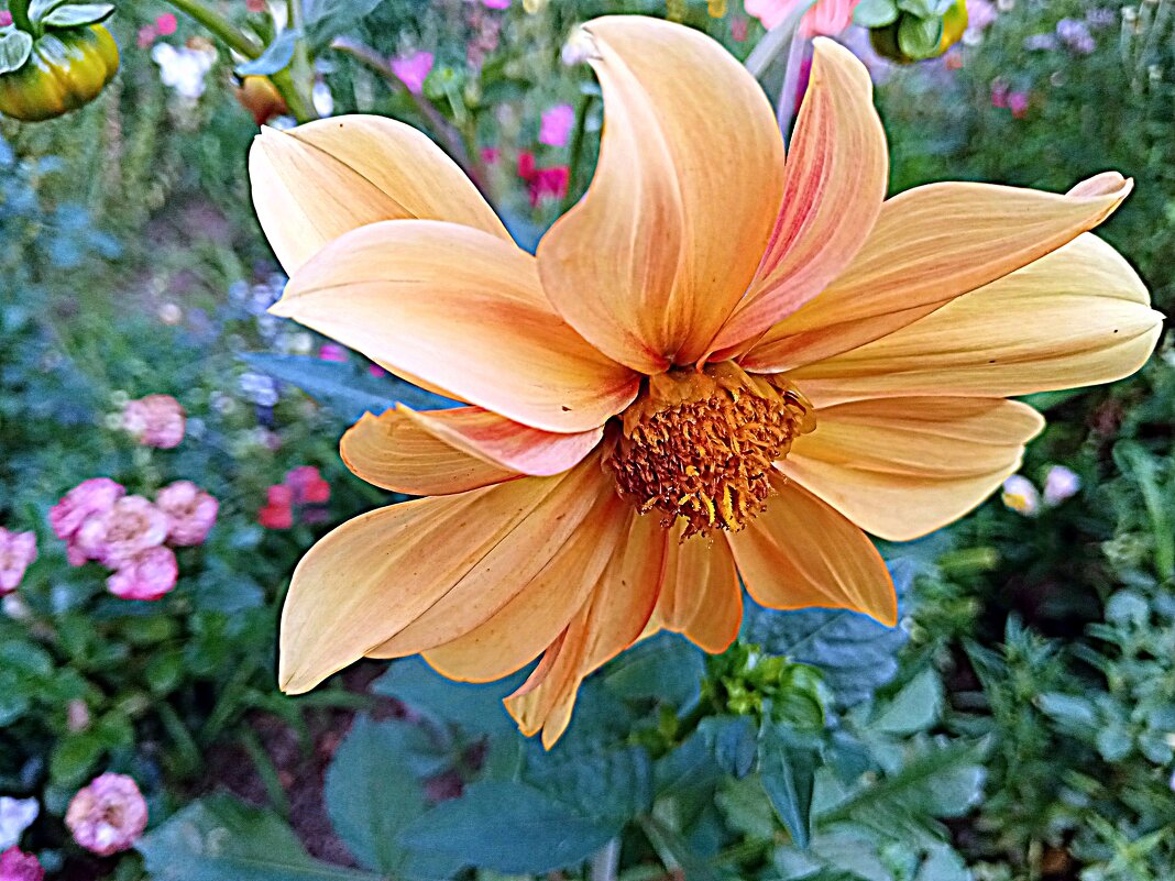 Цветы. - Владимир Драгунский