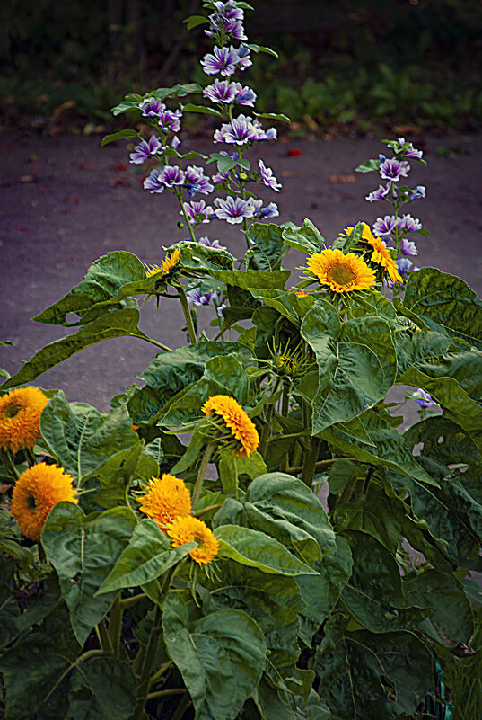 Фотозарисовка - Владимир Кроливец Фотозарисовка - Владимир Кроливец