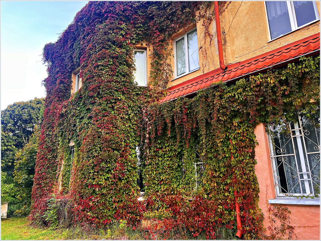 Виноград замка Лаукен. - Валерия Комова Виноград замка Лаукен. - Валерия Комова