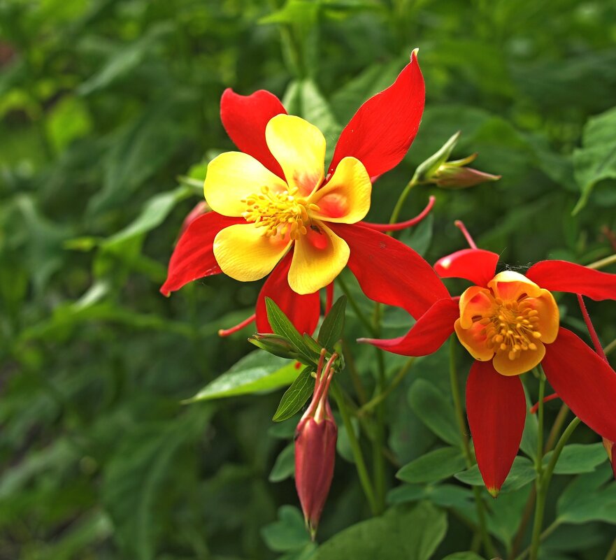 Аквилегия - Евгений 