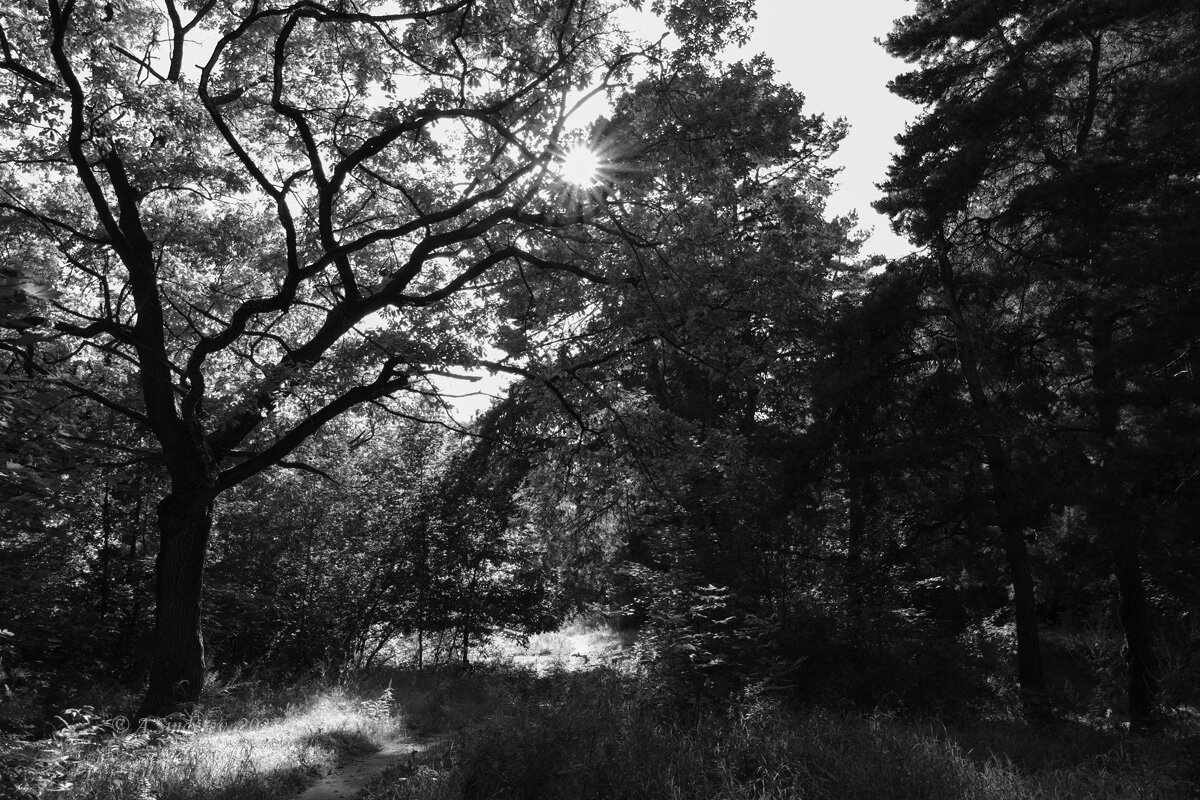 Чёрно-белая природа - Александр Синдерёв