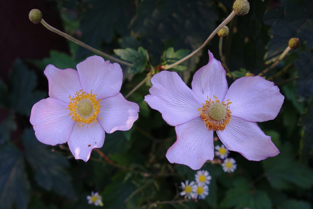 Ветреница - Рита Симонова