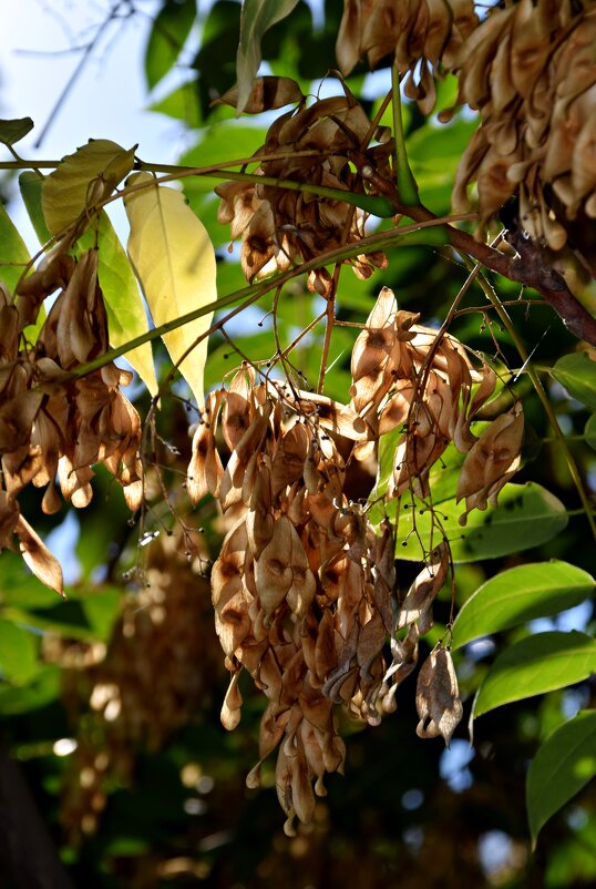 *** - Павленко Михаил 