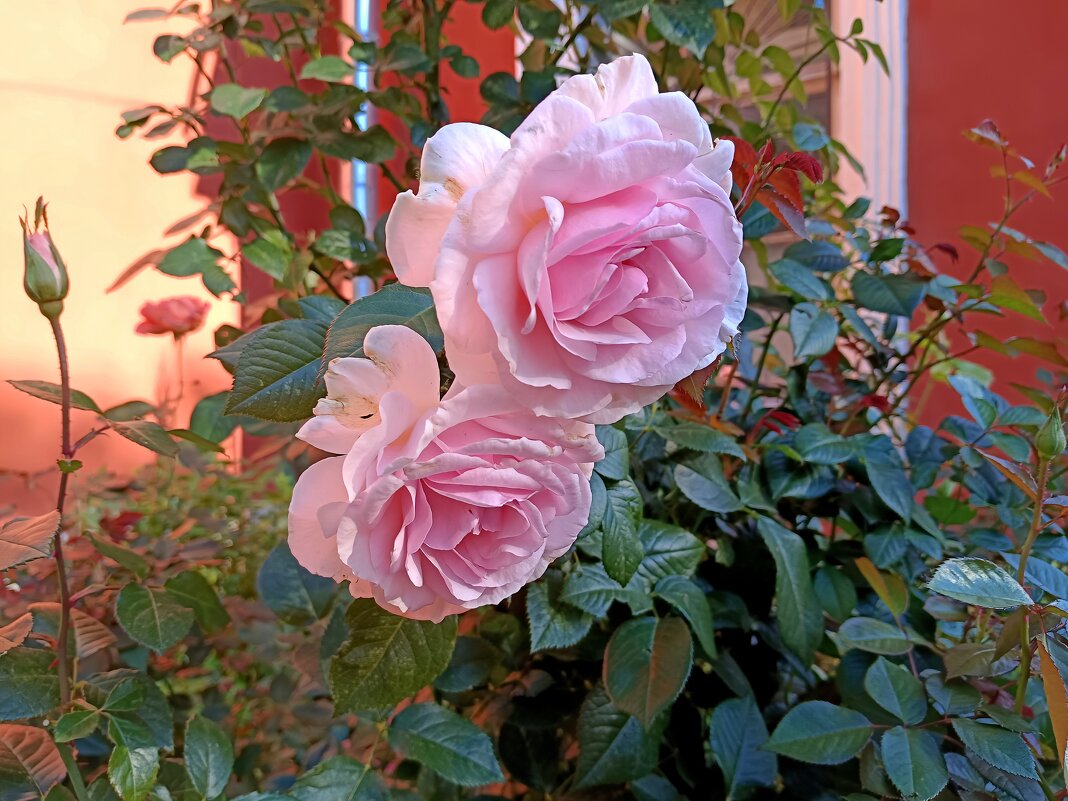 Осенние розы - Мария Васильева