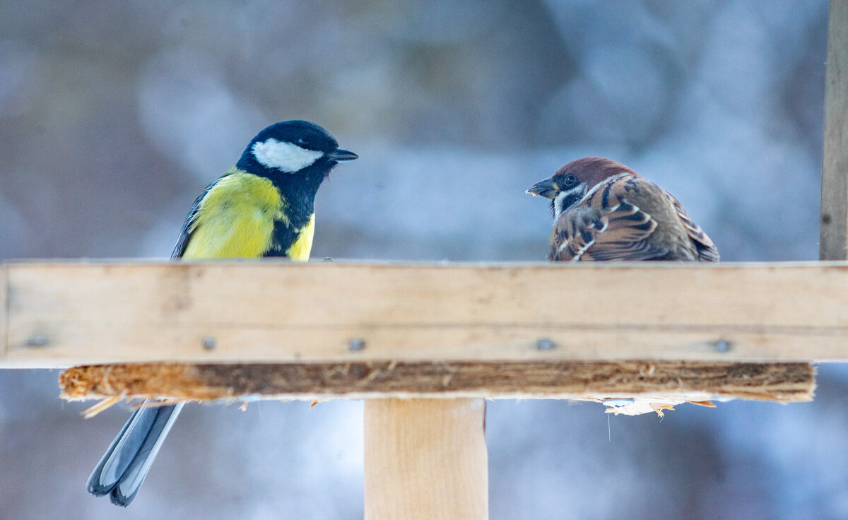 На кормушке - Владимир Иванович