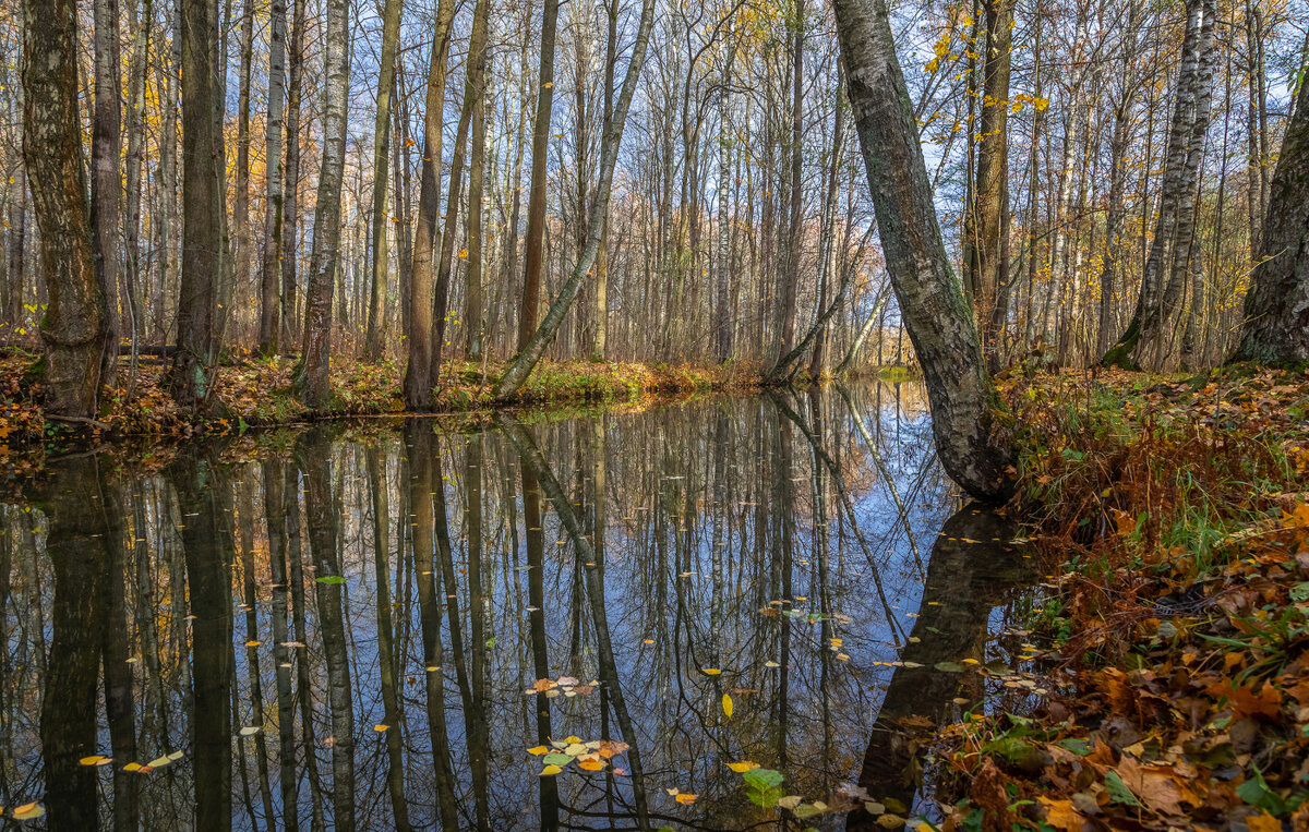 **** - Елизавета .