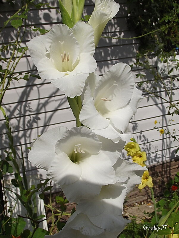 Гладиолус - Freddy 97
