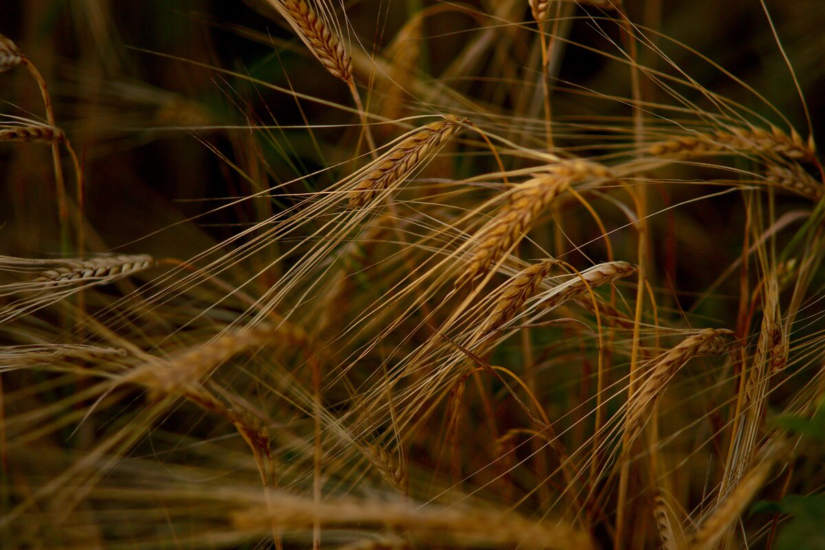 колоски - Натали Королева