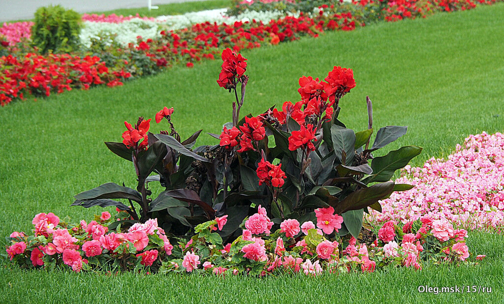 они на радость нам даны - Олег Лукьянов