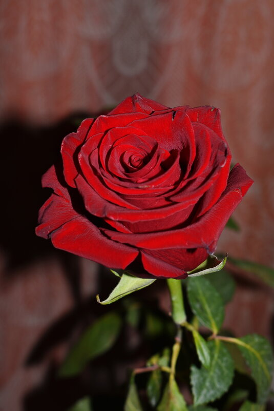 ... - Константин Штарк