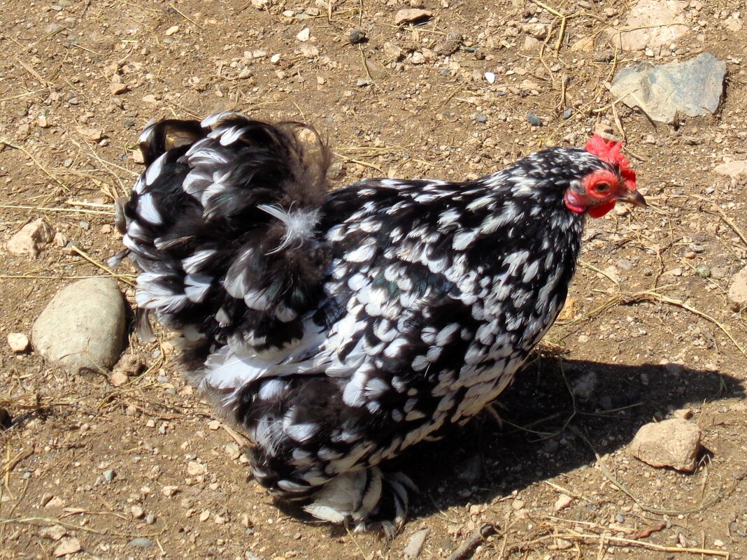 Курочка Ряба - Наталья 