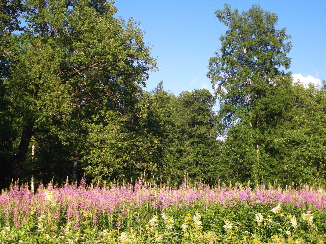Середина лета. - VasiLina *