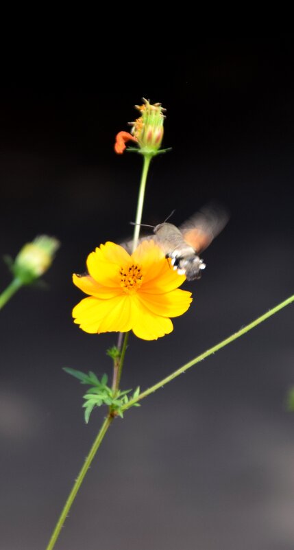 *** - Павленко Михаил 