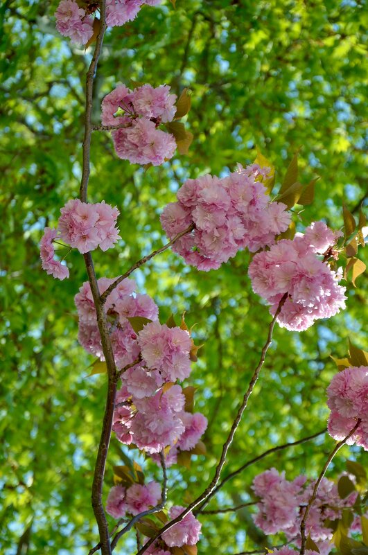 Цветущая сакура - Надежда 