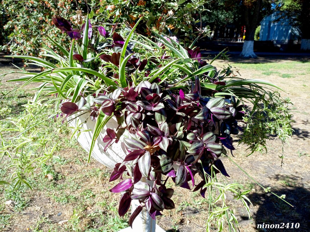 Осень в парке Октября - Нина Бутко