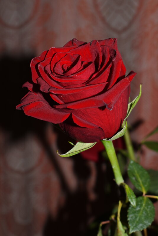 ... - Константин Штарк