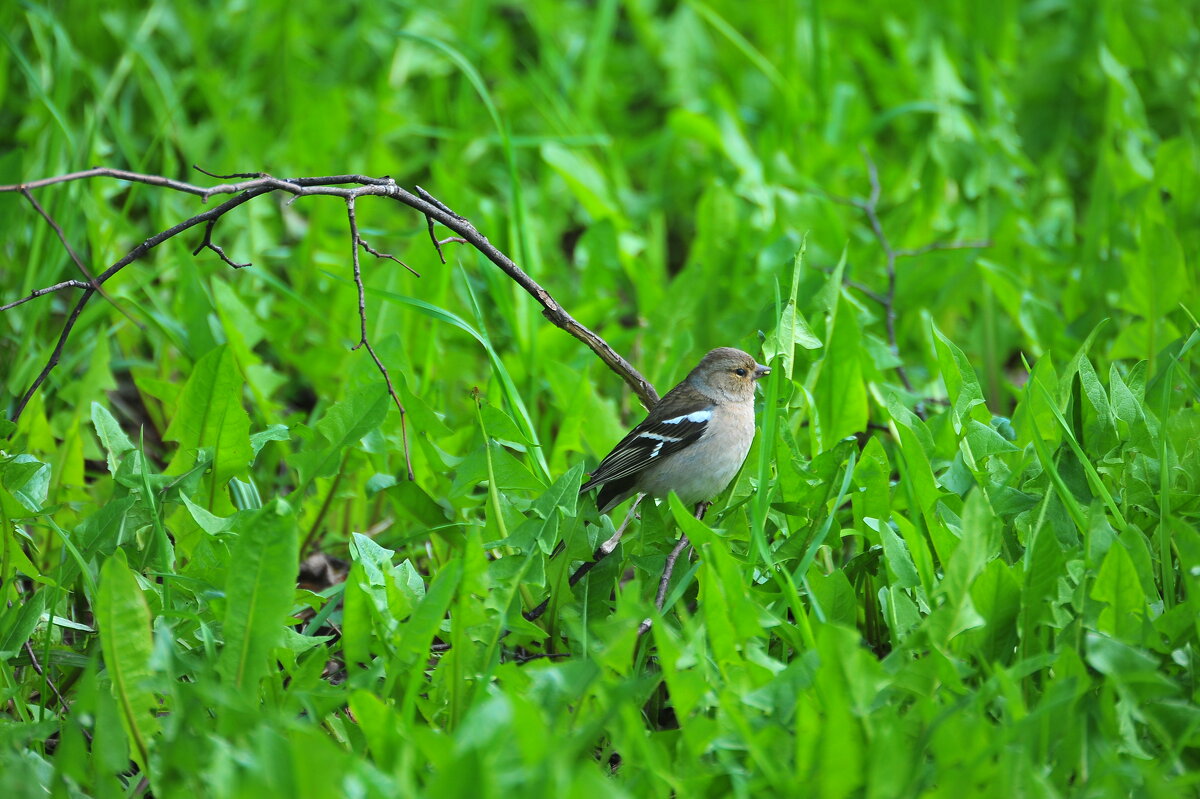 Красотка самка Зяблика. - Владимир Филимонов