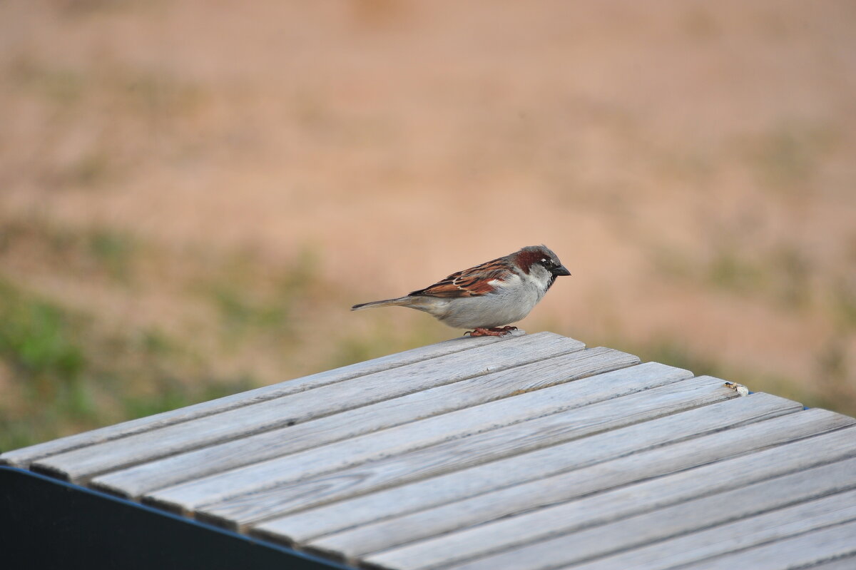 Его величество воробышек - Владимир Филимонов