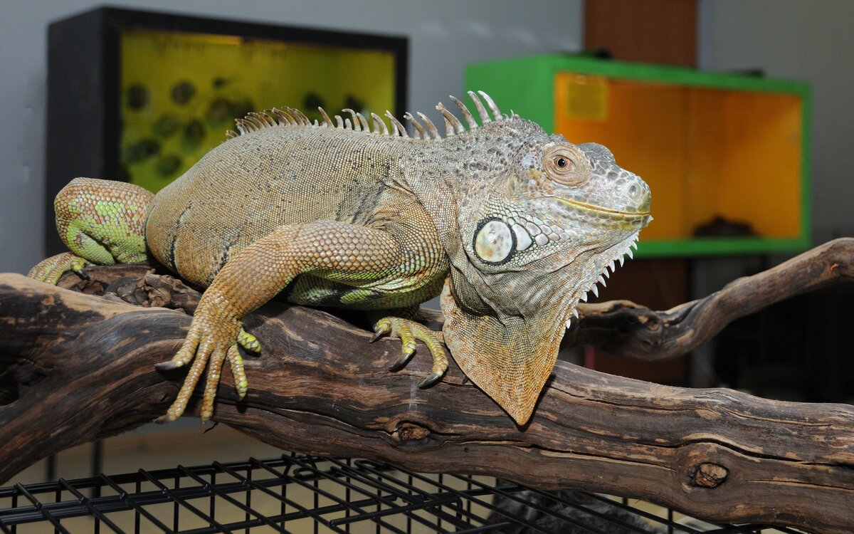 Игуана - Иван Генералов