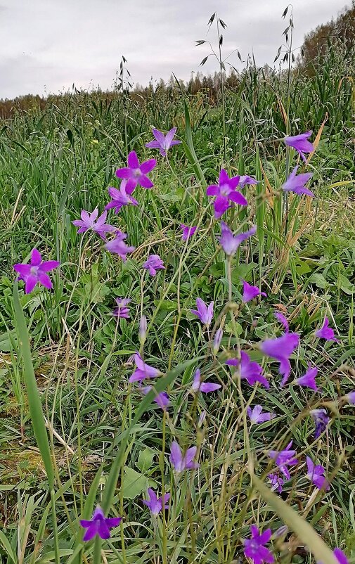 Цветы октября. - Татьяна Корнеева 