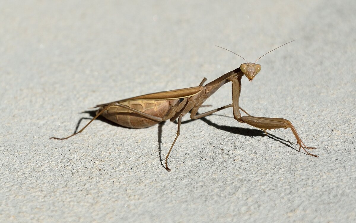 Богомол - Александр Стариков