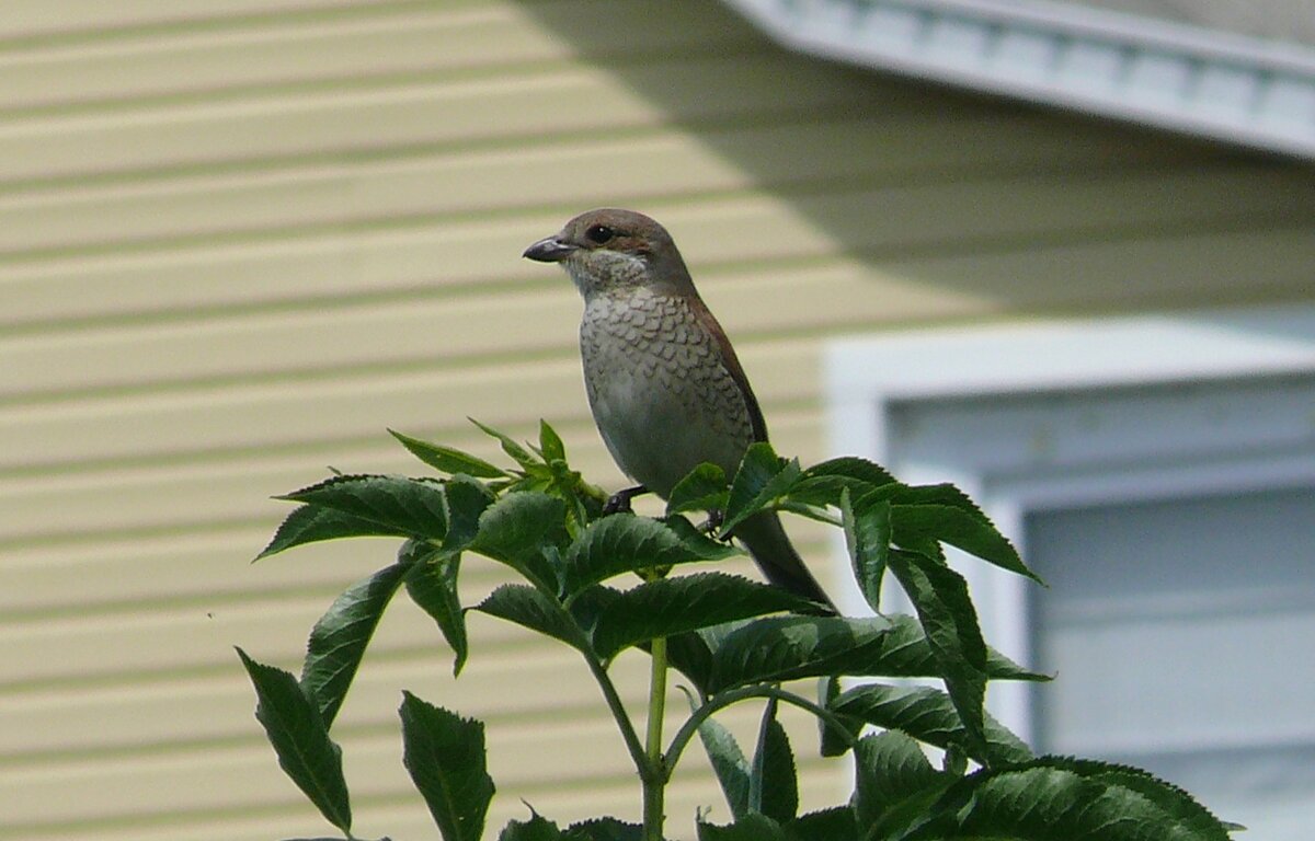Сорокопут жулан - Елена Елена