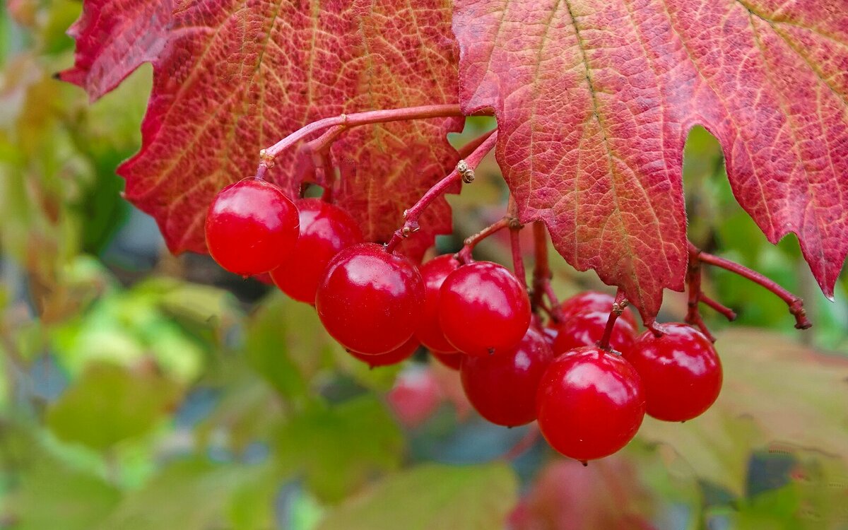 Ягоды спелой калины. - Милешкин Владимир Алексеевич 
