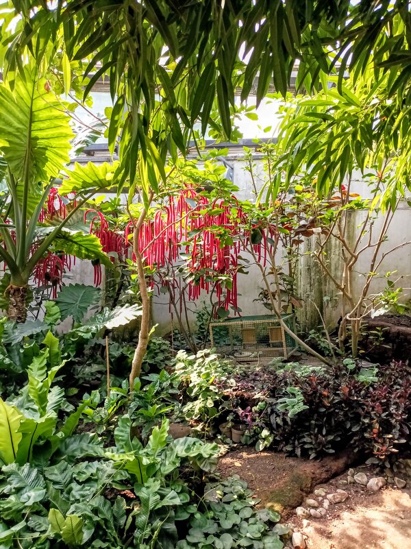 В павильоне Тропического леса - Veera V В павильоне Тропического леса - Veera V