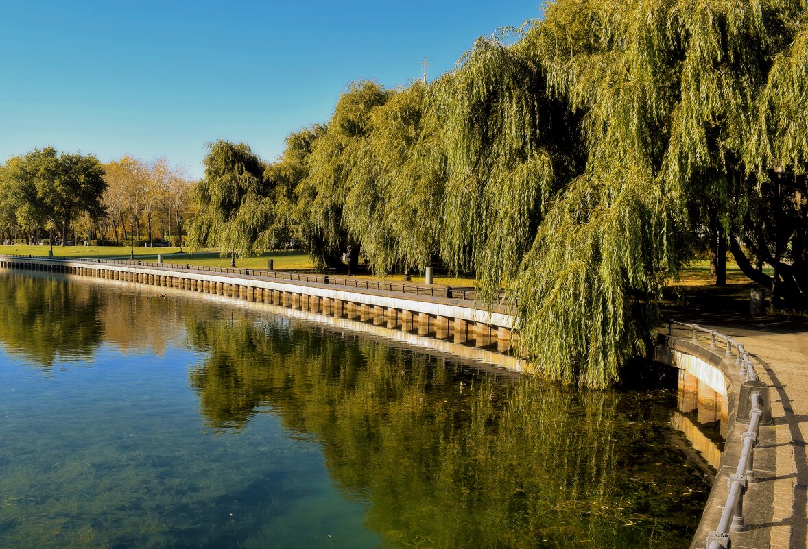 Поникли ивы у пруда. - Татьяна Помогалова