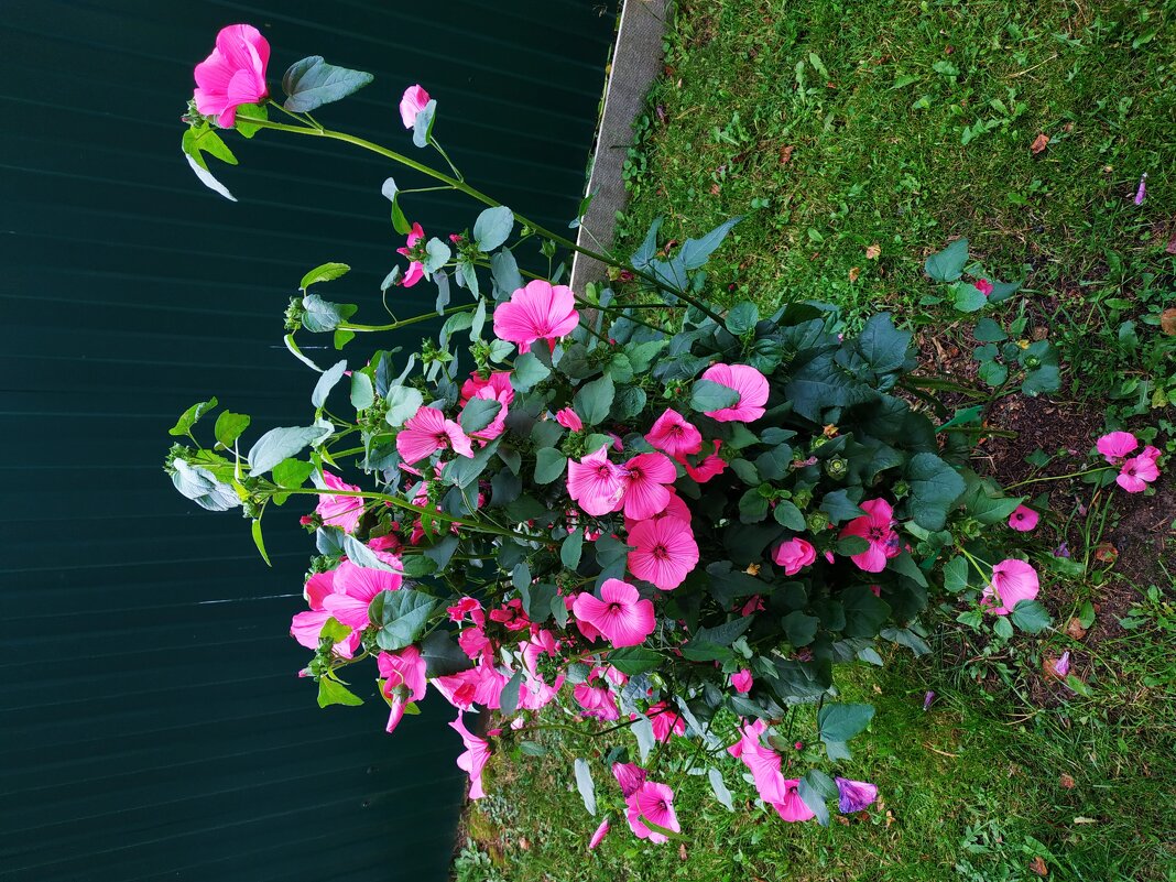 * * * - Андрей Лукьянов * * * - Андрей Лукьянов