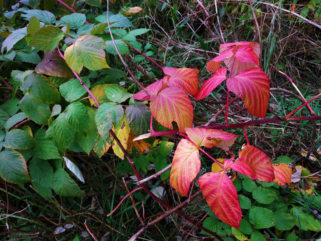 Красные наступают на зелёных - Андрей Лукьянов