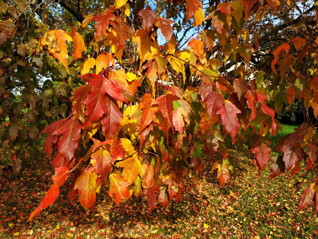 Красные побеждают зеленых - Андрей Лукьянов