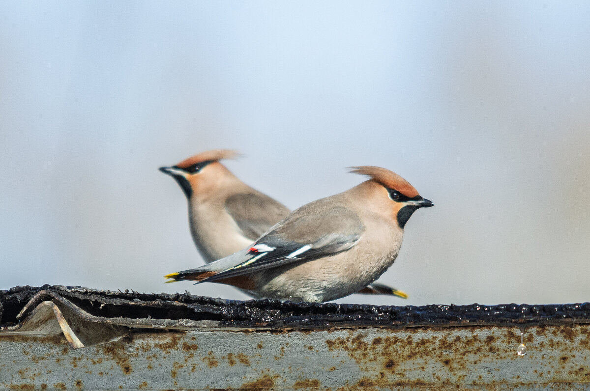 Свиристели - Виктор Иванович Чернюк
