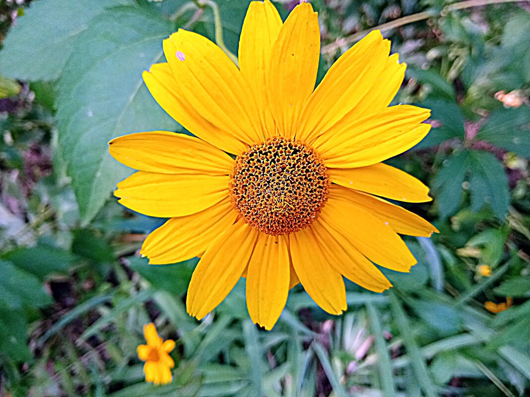 Цветы. - Владимир Драгунский