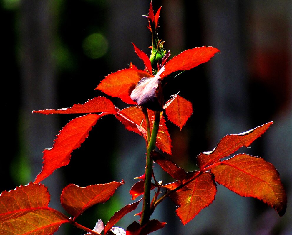 Растительный мир - Роман Савоцкий